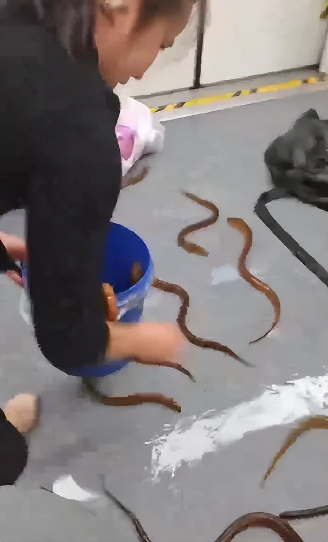 上海地铁惊险惊现十几条黄鳝到处游窜乘客被吓得尖叫(图3)