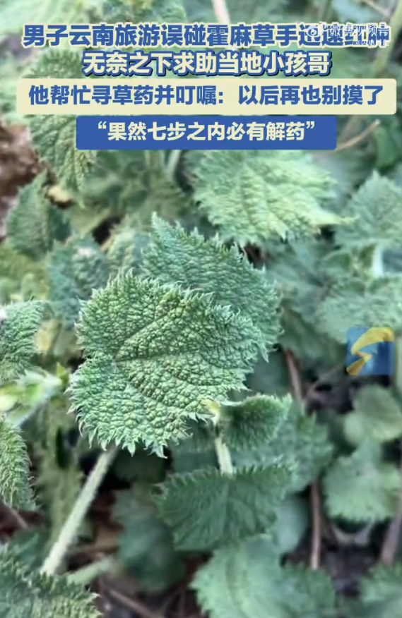男子旅游误碰霍麻草手迅速红肿 无奈之下求助当地小孩哥(图1)