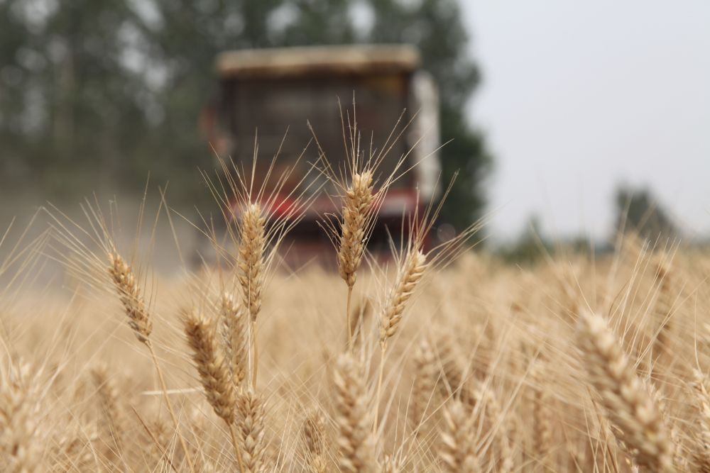 “三夏”生产一线观察｜田间好“丰”景 夏收正当时(图12)